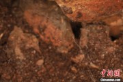 梦见打架江西发现蜘蛛新物种 为研究呵叻蛛属适应区域提供依据